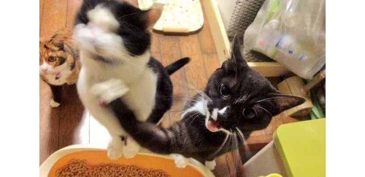 お腹がすくと、何故か兄を猛パンチする習慣の弟猫! 腹が膨れるまでの一部始終が、面白すぎ!(9枚)