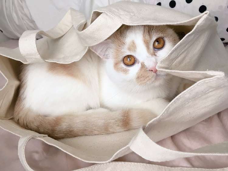【お仕事行かせない!】飼い主さんのカバンに入り、出勤を阻止するニャンコが…(*´Д`)♡ 画像2枚