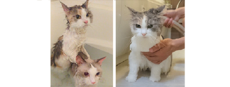 【お利口すぎる♡】飼い主さんを気遣って、大人しくお風呂に入る2匹のネコが話題に…(´;ω;`)♡