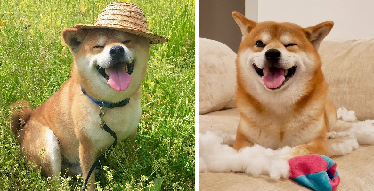【幸せが溢れてるッ!】表情たっぷりな柴犬べりやんの日常に、癒やされまくりな写真集♡(24枚)