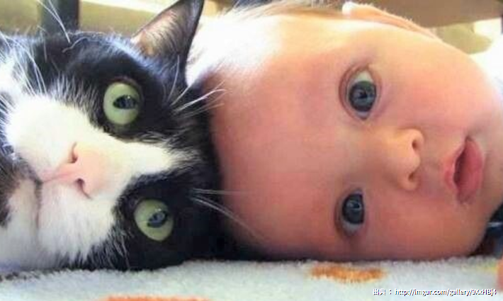 Kitten Love and Baby Cuteness (=^・ω・^)ノ♡