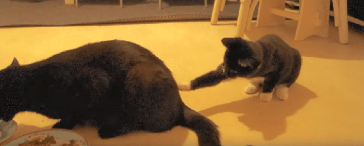 「ママのお尻に、にょろにょろが!」子猫ちゃんが気づいたママのお尻の秘密♡