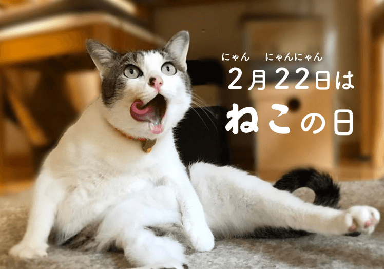 【2月22日 ねこの日おめでとう!】ねこのかわいさは無限大だと感じる写真集♡(17枚)