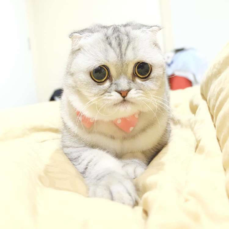動物,犬,猫,しつけ,飼い方,育て方,病気,健康