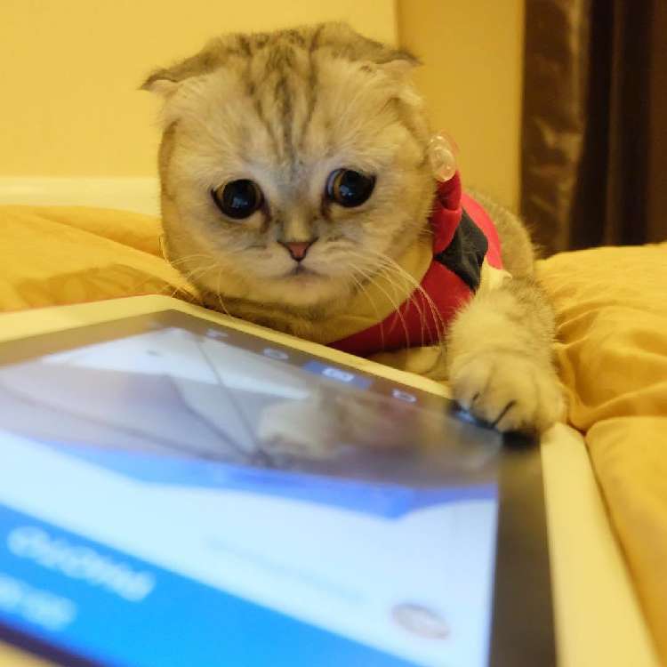 動物,犬,猫,しつけ,飼い方,育て方,病気,健康