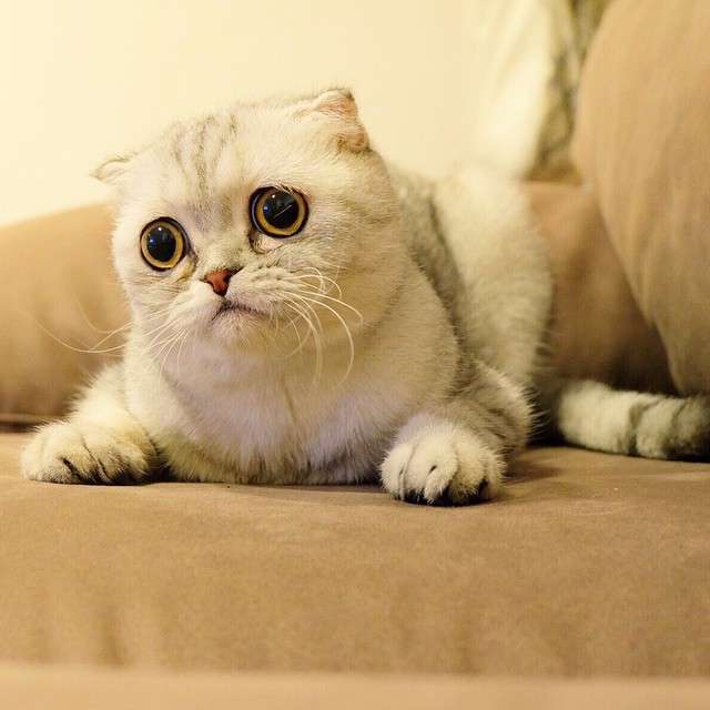 動物,犬,猫,しつけ,飼い方,育て方,病気,健康