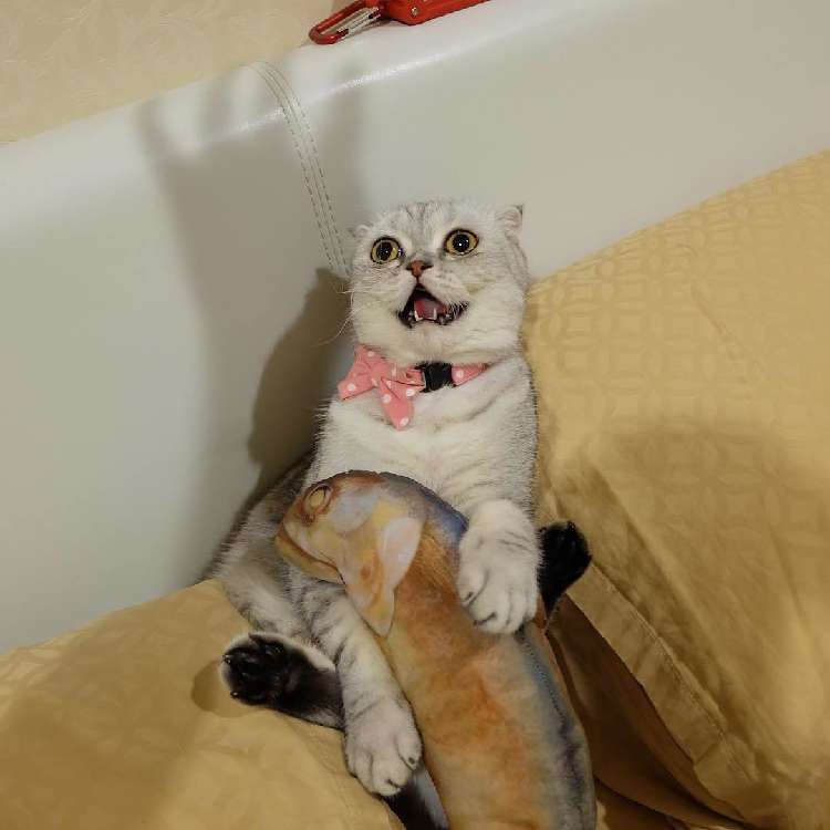 動物,犬,猫,しつけ,飼い方,育て方,病気,健康
