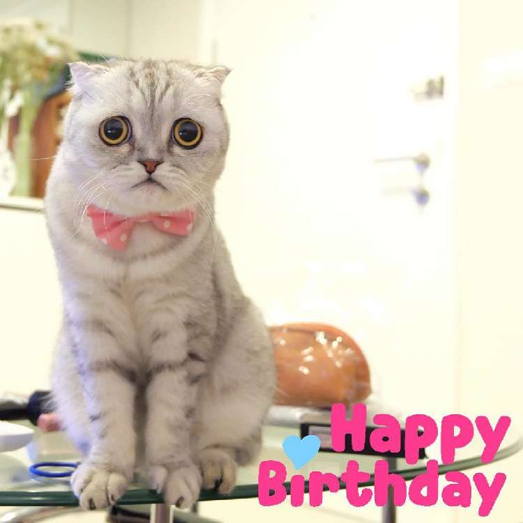 動物,犬,猫,しつけ,飼い方,育て方,病気,健康