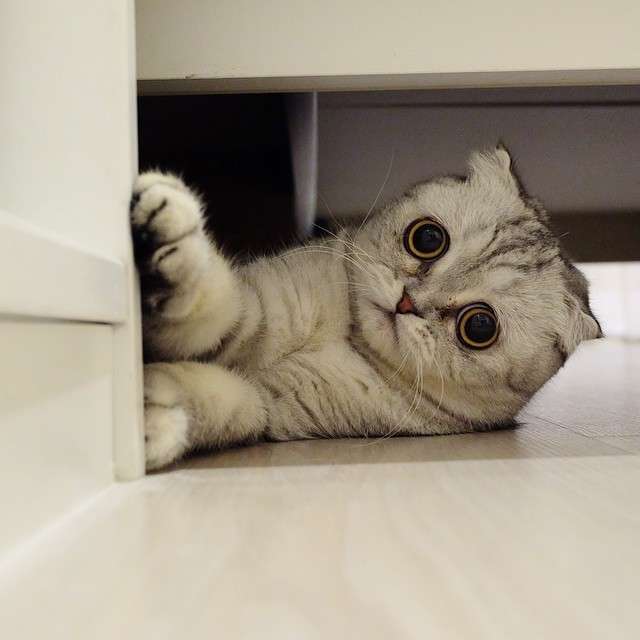 動物,犬,猫,しつけ,飼い方,育て方,病気,健康