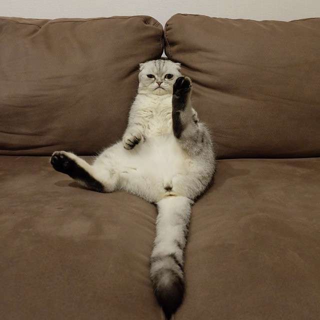 動物,犬,猫,しつけ,飼い方,育て方,病気,健康
