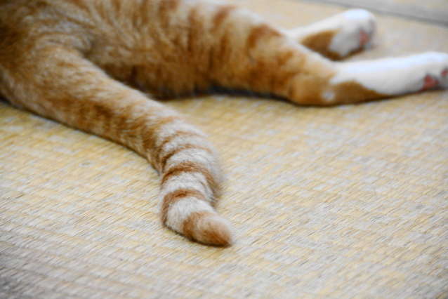 動物,犬,猫,しつけ,飼い方,育て方,病気,健康