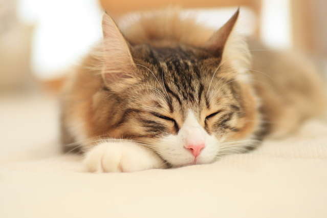 動物,犬,猫,しつけ,飼い方,育て方,病気,健康