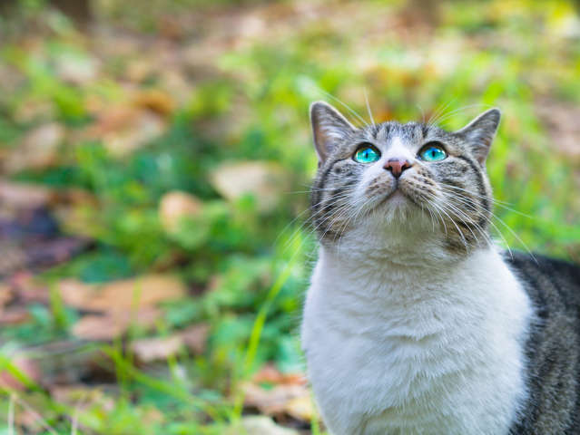 動物,犬,猫,しつけ,飼い方,育て方,病気,健康