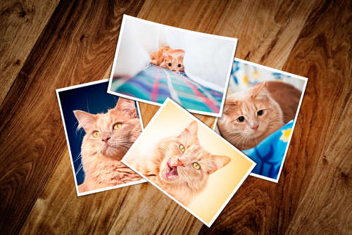 動物,犬,猫,しつけ,飼い方,育て方,病気,健康