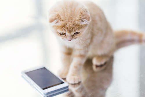 動物,犬,猫,しつけ,飼い方,育て方,病気,健康