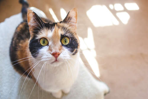 動物,犬,猫,しつけ,飼い方,育て方,病気,健康