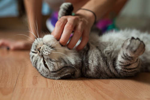 動物,犬,猫,しつけ,飼い方,育て方,病気,健康