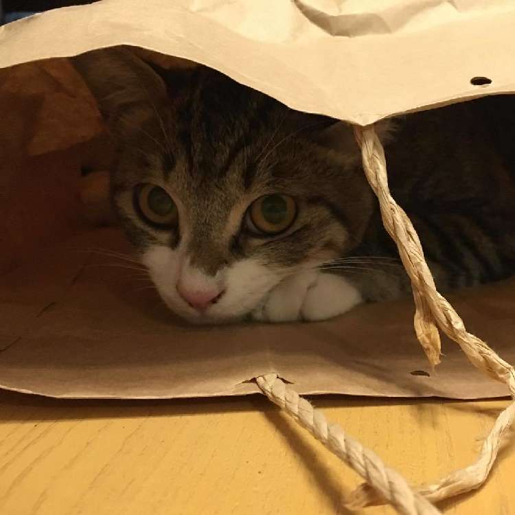 2.ギンタくん