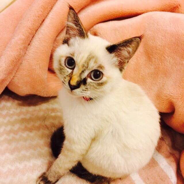 3.すみれちゃん