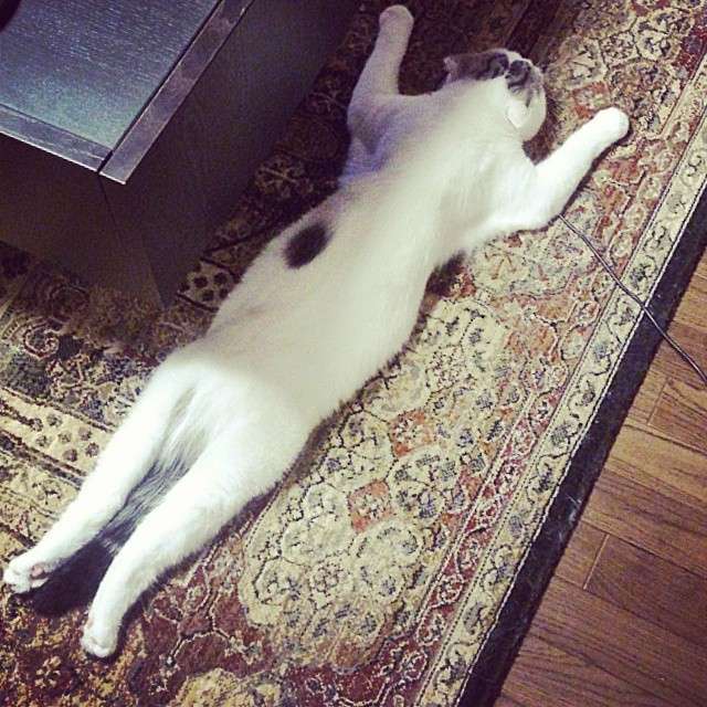 動物,犬,猫,しつけ,飼い方,育て方,病気,健康