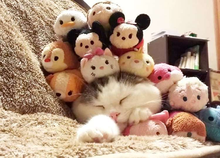 動物,犬,猫,しつけ,飼い方,育て方,病気,健康