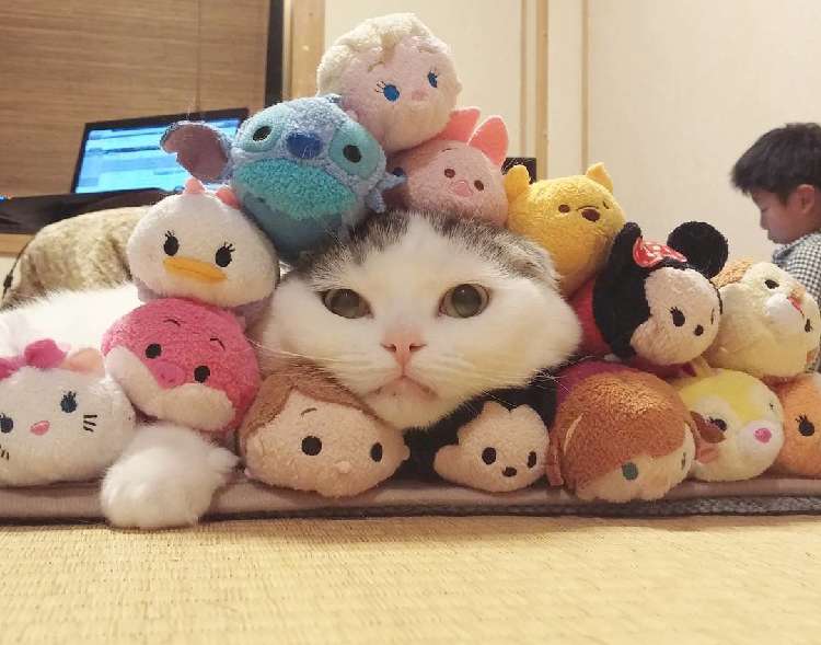 動物,犬,猫,しつけ,飼い方,育て方,病気,健康