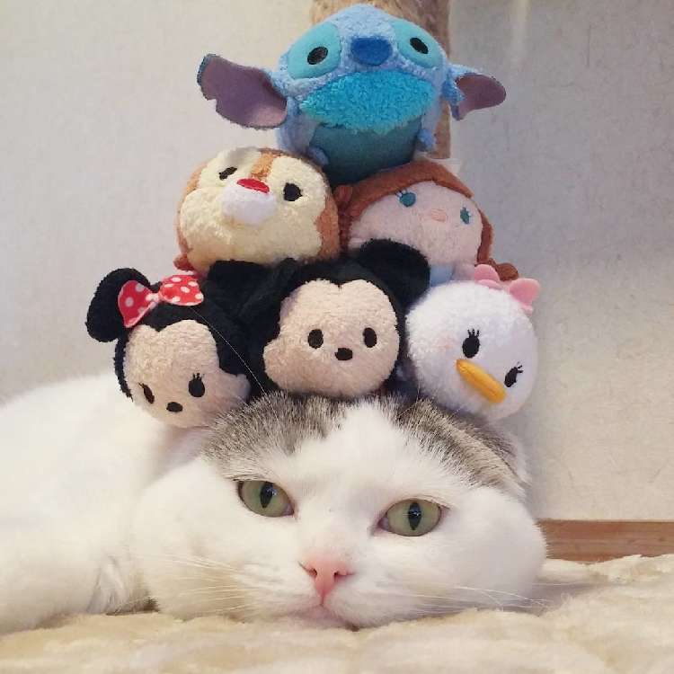 動物,犬,猫,しつけ,飼い方,育て方,病気,健康