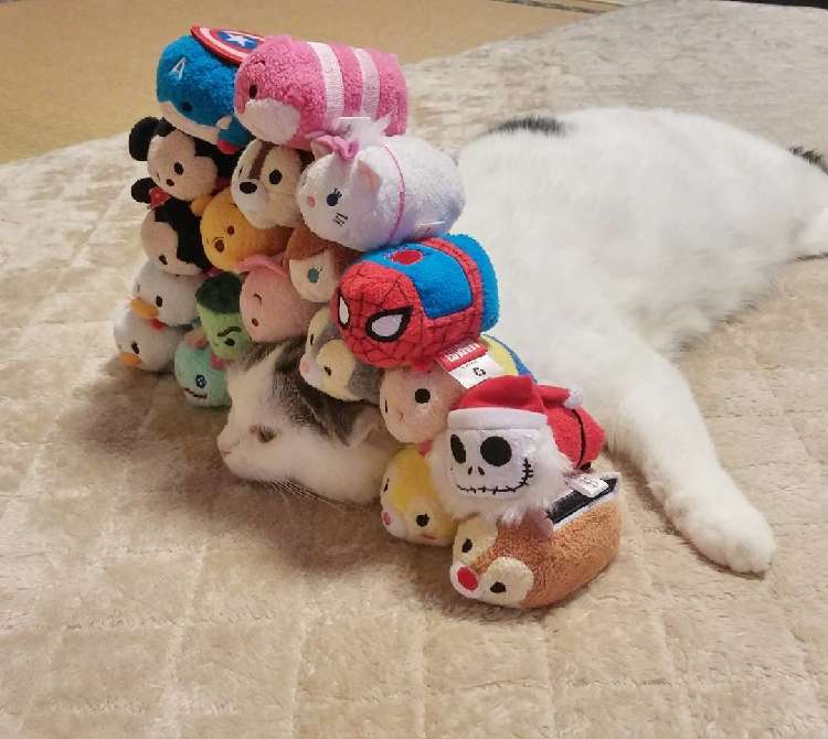 動物,犬,猫,しつけ,飼い方,育て方,病気,健康