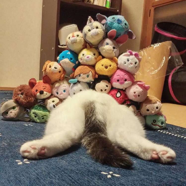動物,犬,猫,しつけ,飼い方,育て方,病気,健康