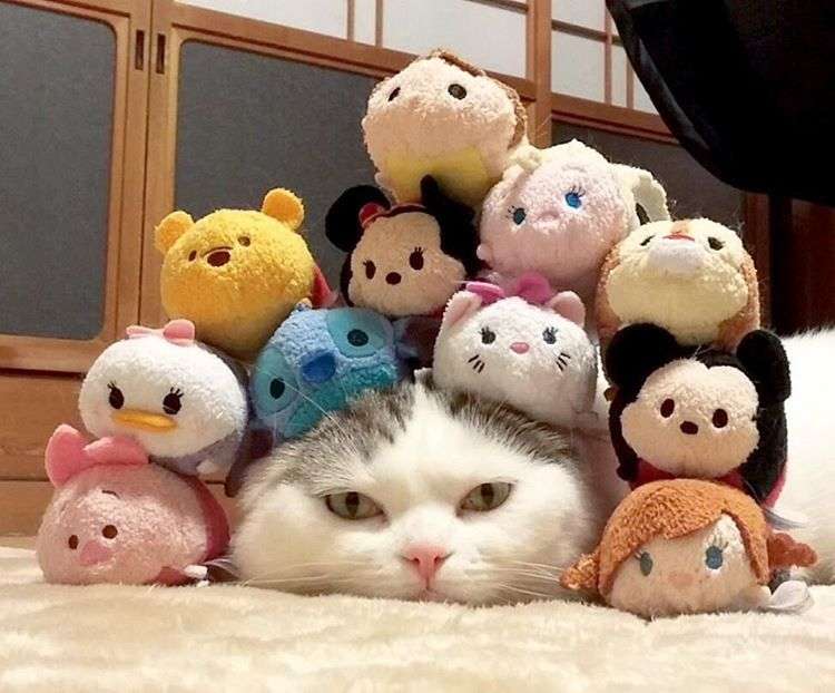 動物,犬,猫,しつけ,飼い方,育て方,病気,健康