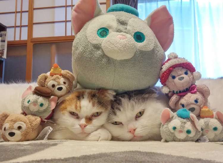 動物,犬,猫,しつけ,飼い方,育て方,病気,健康