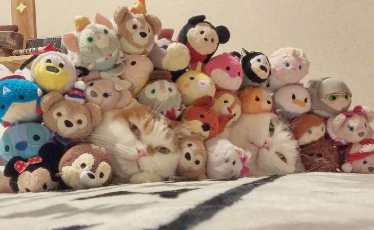 動物,犬,猫,しつけ,飼い方,育て方,病気,健康