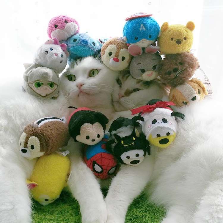 動物,犬,猫,しつけ,飼い方,育て方,病気,健康