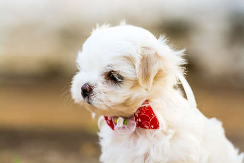 動物,犬,猫,しつけ,飼い方,育て方,病気,健康