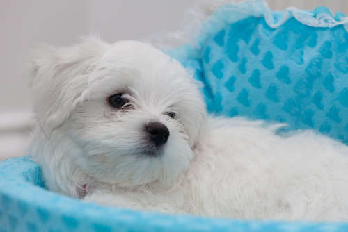 動物,犬,猫,しつけ,飼い方,育て方,病気,健康