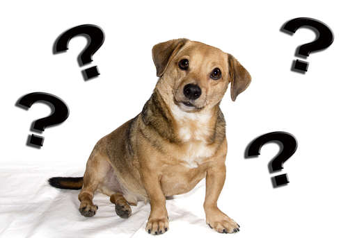 動物,犬,猫,しつけ,飼い方,育て方,病気,健康