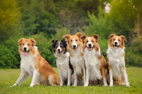 動物,犬,猫,しつけ,飼い方,育て方,病気,健康