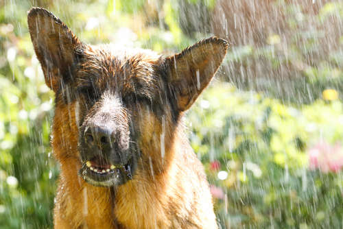 動物,犬,猫,しつけ,飼い方,育て方,病気,健康