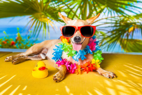 動物,犬,猫,しつけ,飼い方,育て方,病気,健康