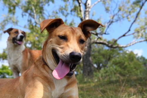 動物,犬,猫,しつけ,飼い方,育て方,病気,健康