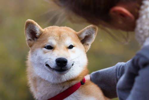 動物,犬,猫,しつけ,飼い方,育て方,病気,健康