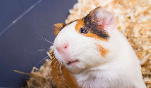 動物,犬,猫,しつけ,飼い方,育て方,病気,健康