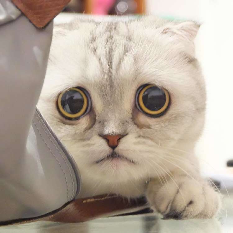 動物,犬,猫,しつけ,飼い方,育て方,病気,健康