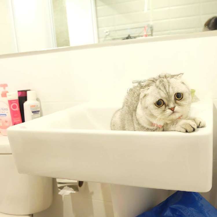 動物,犬,猫,しつけ,飼い方,育て方,病気,健康