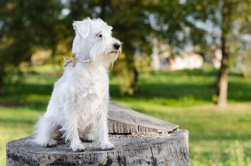 動物,犬,猫,しつけ,飼い方,育て方,病気,健康