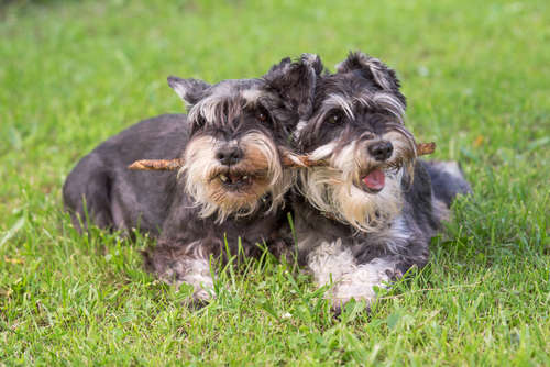 動物,犬,猫,しつけ,飼い方,育て方,病気,健康