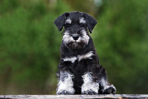 動物,犬,猫,しつけ,飼い方,育て方,病気,健康