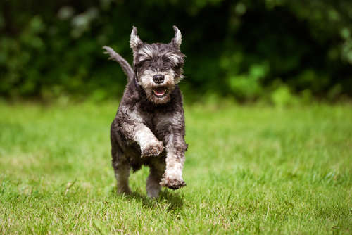動物,犬,猫,しつけ,飼い方,育て方,病気,健康