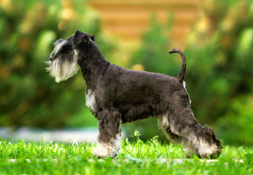 動物,犬,猫,しつけ,飼い方,育て方,病気,健康