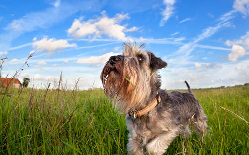 動物,犬,猫,しつけ,飼い方,育て方,病気,健康